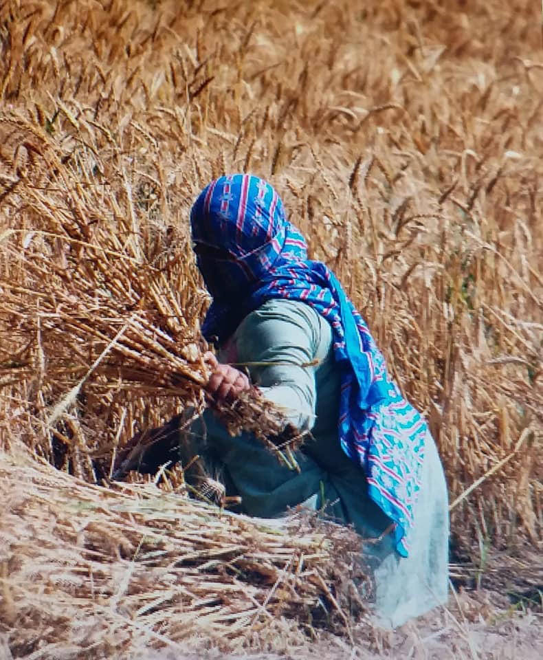 एमएसपी पर ‘रिकार्ड खरीद’ की हकीकत – पार्ट वन